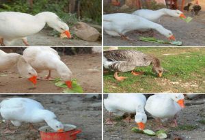 Geese Eat