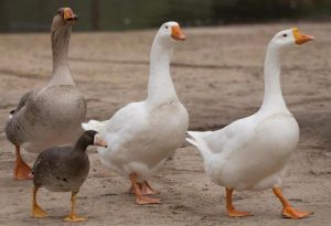 White Goose