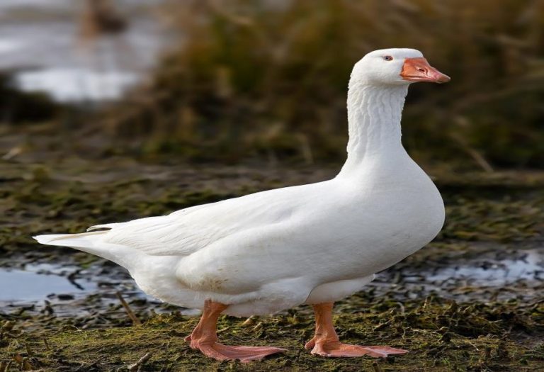 The Graceful White Goose: A Symbol of Elegance and Utility