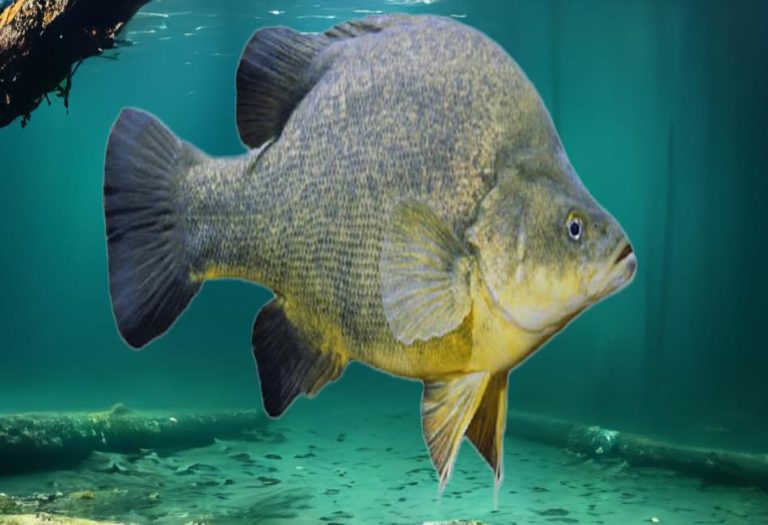 Yellow-Bellied Animals: Nature’s Vibrant Creations