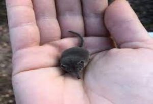  Small Animals