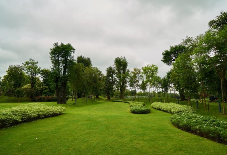 The Best Trees to Plant for Shade and Privacy
