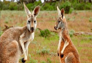 Australian Animals