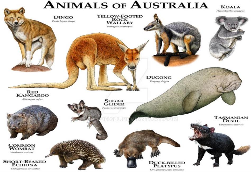Australian Animals