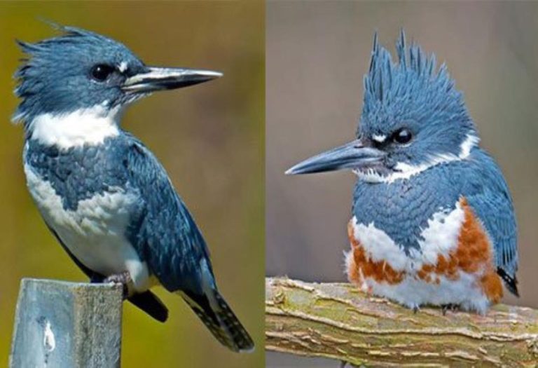 Belted Kingfisher: The Dynamic Fisher of North America