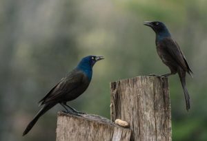 Common Grackle