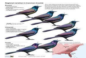 Common Grackle