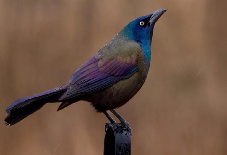 The Common Grackle: A Fascinating and Adaptable Bird