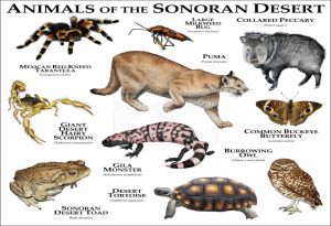 Desert Animals
