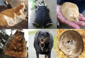 Fat Animals