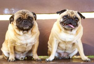 Fat Animals