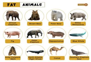 Fat Animals