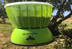 Fly Catchers