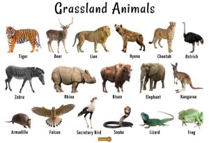 Grassland Animals