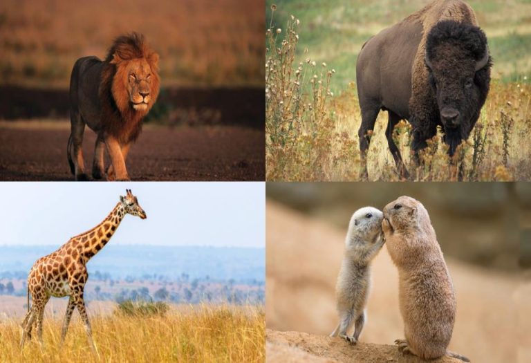 Grassland Animals: Wildlife of the World’s Vast Plains