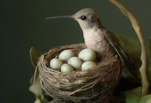Hummingbird Eggs
