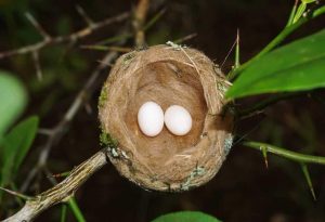 Hummingbird Eggs