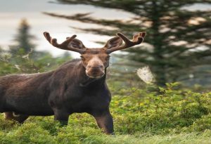 Maine State Animal