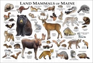 Maine State Animal
