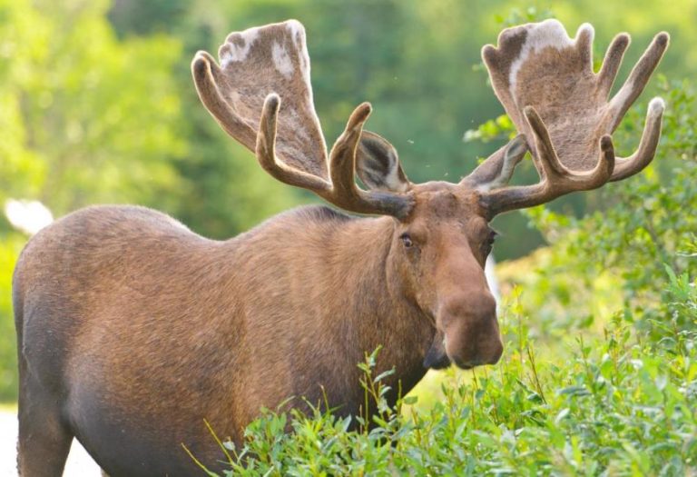 Maine State Animal: The Majestic Moose and Its Role in the Pine Tree State