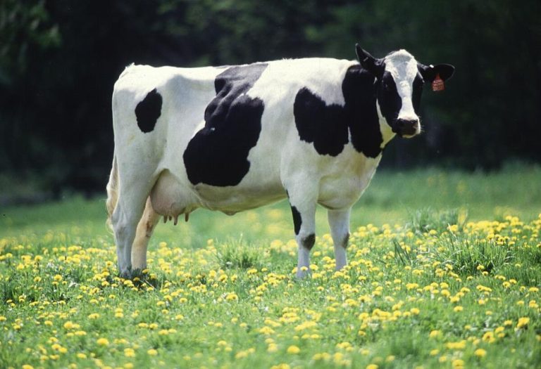 Male Cow: Characteristics, Roles, and Importance in Agriculture