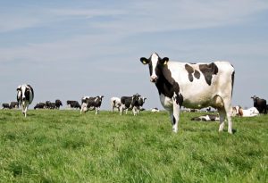 Male Cow