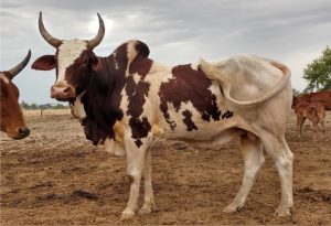 Male Cow