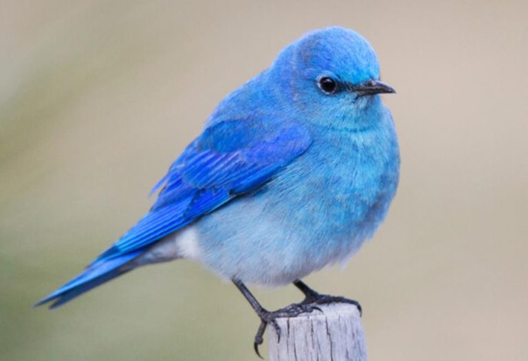 The Mountain Bluebird: A Symbol of Beauty in the Wild