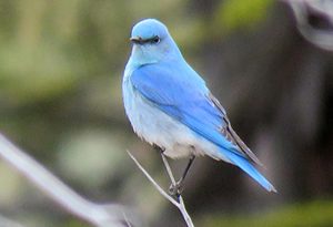 Mountain Bluebird