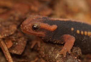 Newts