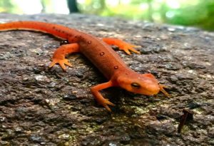 Newts