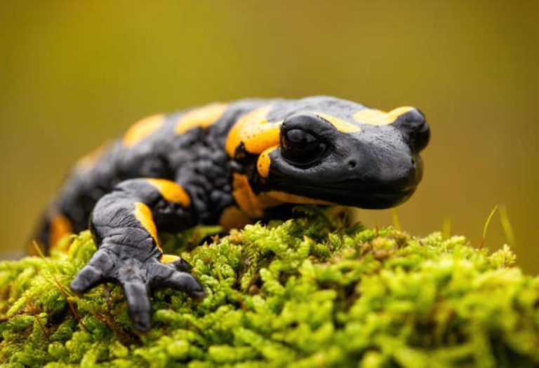 Newts: Fascinating Amphibians of the Wild