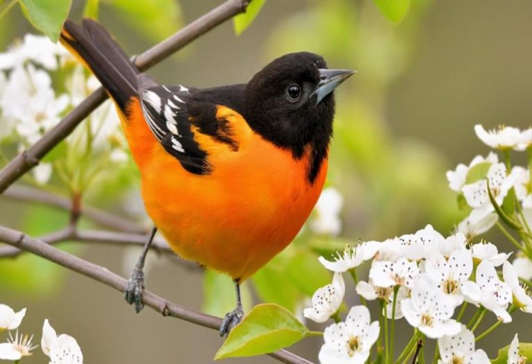 The Oriole: A Colorful Songbird with a Rich History