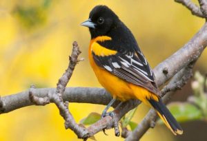 Oriole