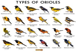 Oriole