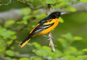 Oriole