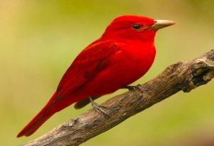 Red Bird