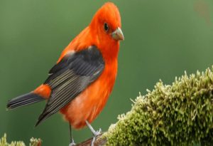 Red Bird