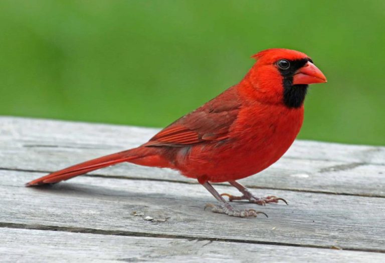 The Red Bird: Symbolism, Species, and Fascinating Facts