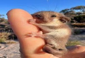 Scariest Animals 