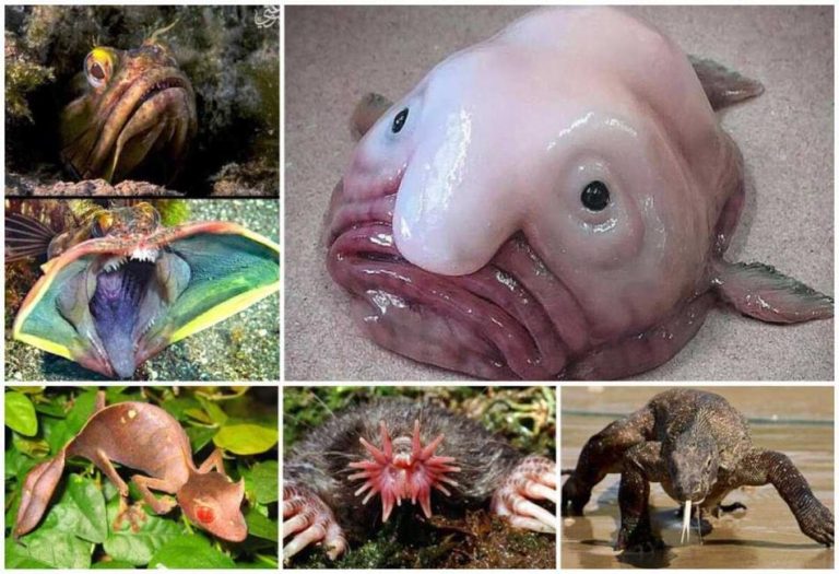 Terrifying Creatures: The Scariest Animals on Earth