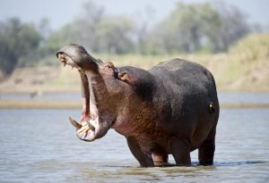 Scariest Animals 