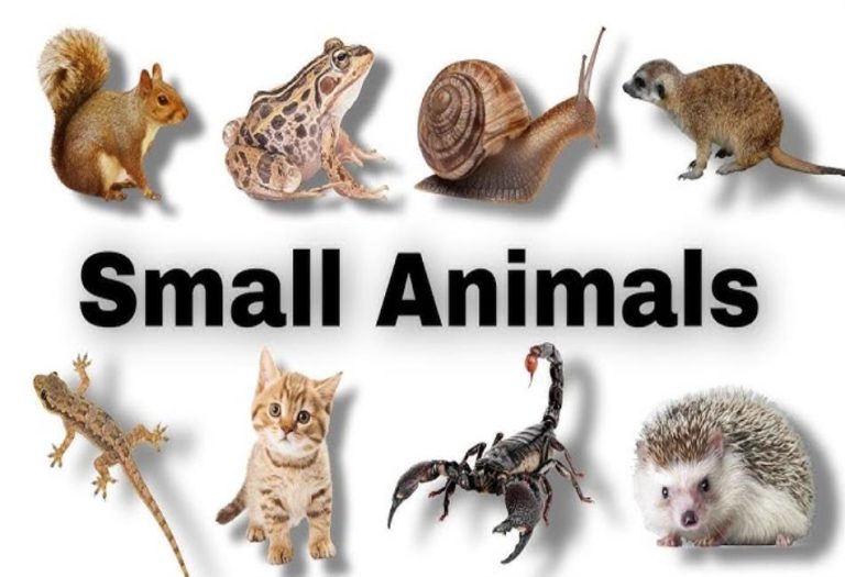 A Comprehensive Guide to Small Animals: Characteristics, Care, and Popular Pets