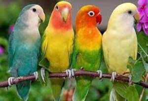 Small Birds