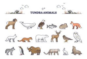 Tundra Animals