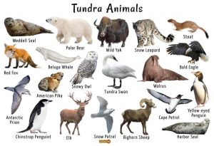 Tundra Animals