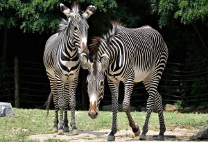 Zebras