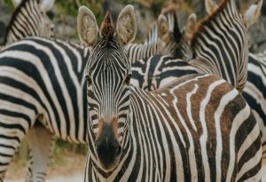 Zebras