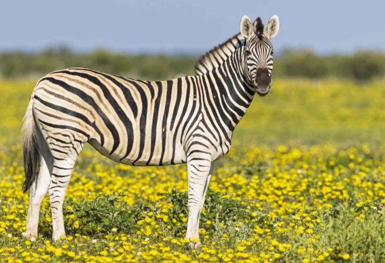 Zebras: The Striped Wonders of the Animal Kingdom