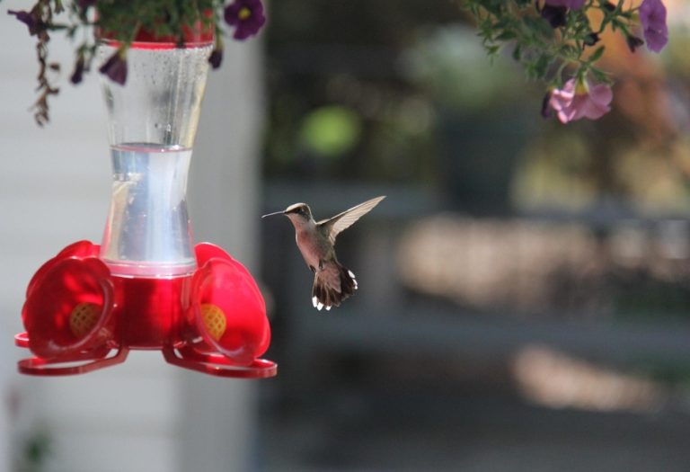 How to Pick Hummingbird Feeders for Spring Bird Watching